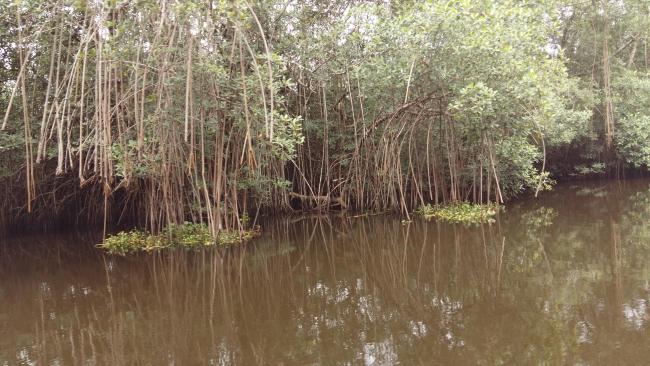 Mangroves
