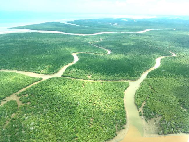 Mangroves de Tsiribihina