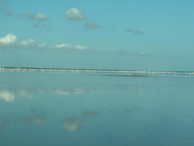 Peuplement de flamants roses à Ankiamena