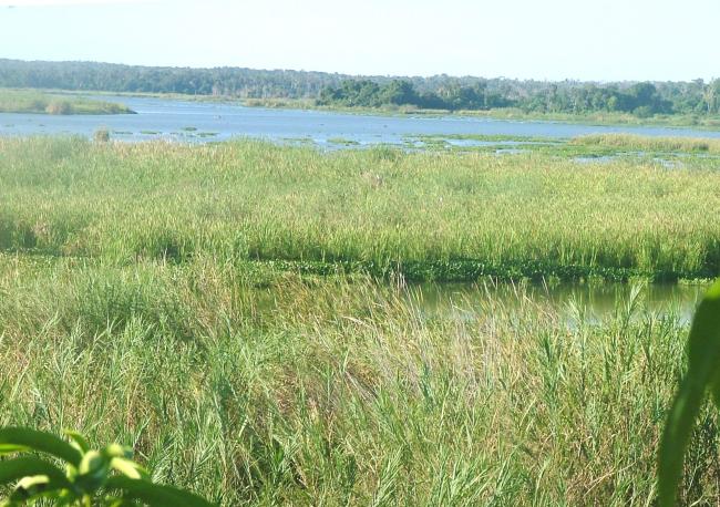 Ecosystème marécageuse sur les berges du lac Ambondrobe