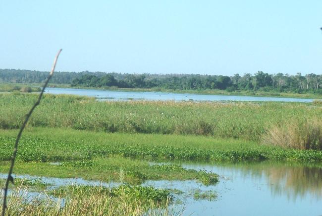 Photo montrant la présence d'Eichhornia crassipes sur les bords