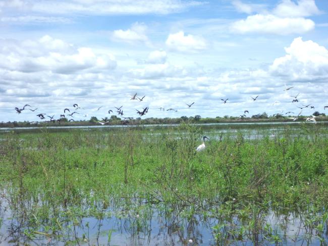 Quelques peuplement d'oiseaux d'eau du lac Ambondrobe