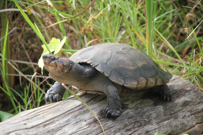 Erymnochelys madagascariensis