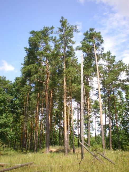 Old-aged pine forest preserved on sand dunes.