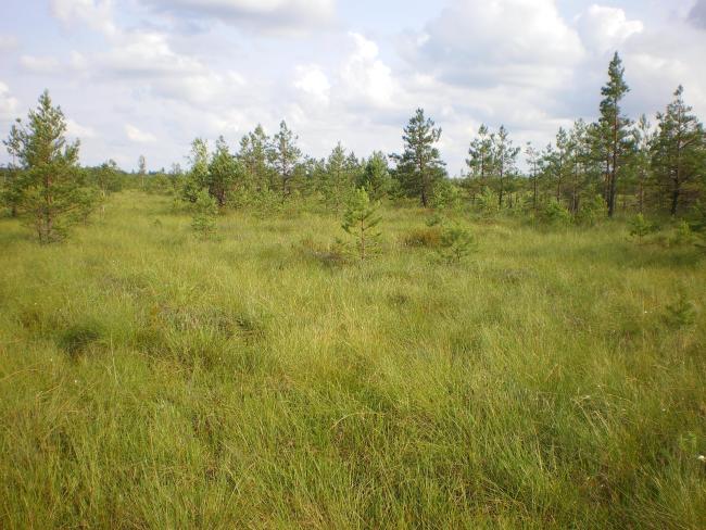 Transition mires dominate within the site.