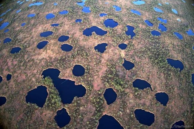 Central part of the bog