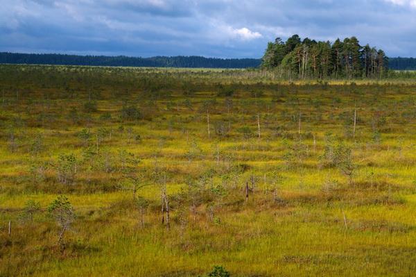 The raised bog