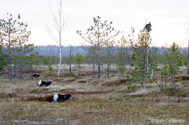 Displaying ground of the Black Grouse on the mire