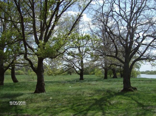 Floodplain oak wood is one of the most valuable biotops of the site