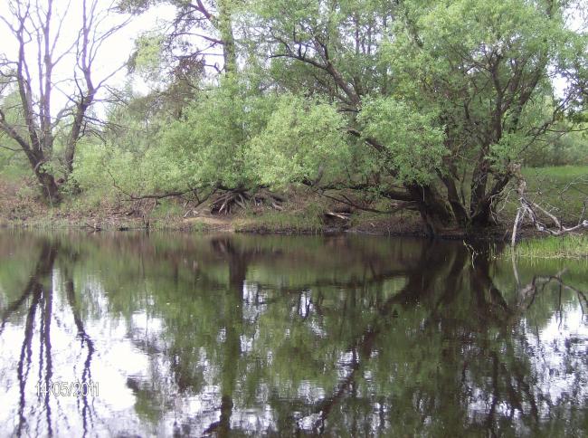 Vydritsa River flows into the Berezina River within the site's territory
