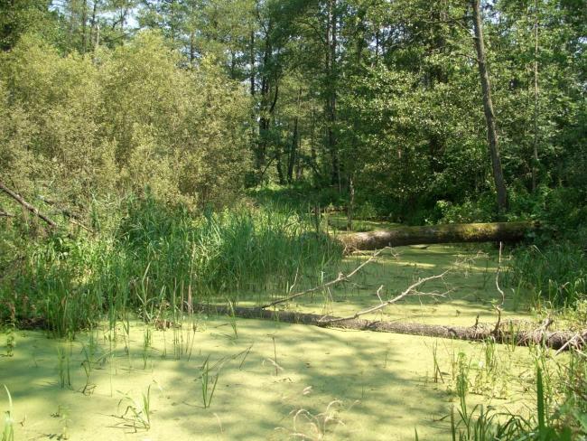 The floodplain contains numerous oxbows