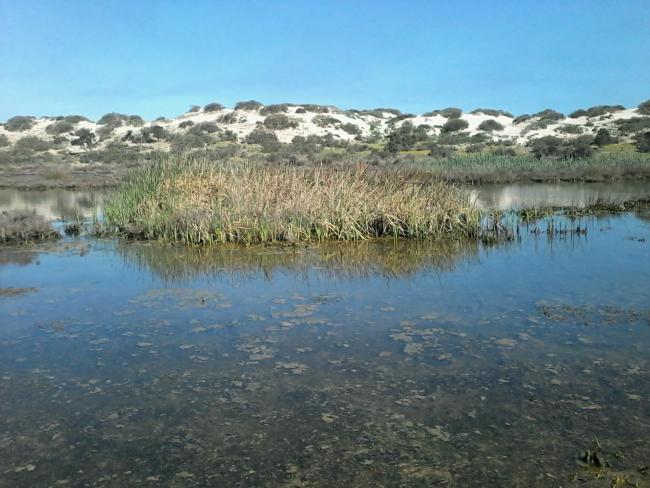 Marais de la Macta