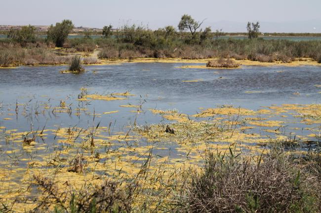 Marais de la Macta