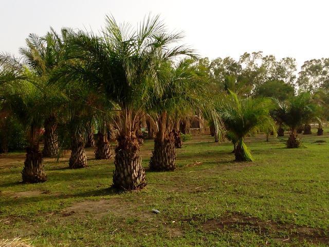 Plantation de palmier à huile dans campement de chasse de Tapoa-Djerma