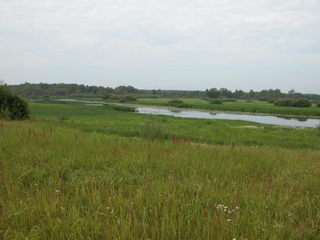 Meadows and swamps within the site are located mainly within rivers' floodplains, old river's channels.