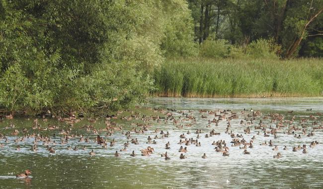 July in Ismaning: Large numbers of moulting
waterbirds, here mainly gadwall and red-
crested pochard.
