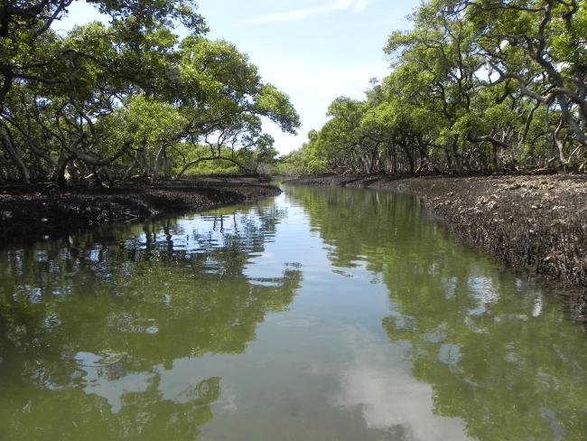 Towra Point Ramsar site - mangrove lined channel