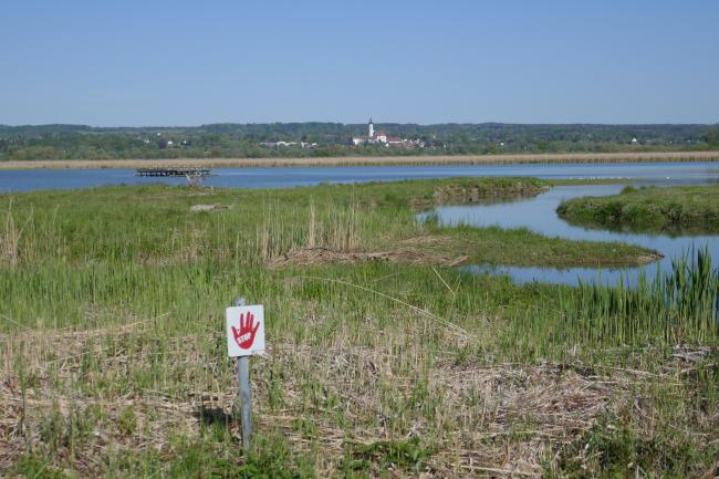 View from the observation site at the western dike of the new Ammer across the so-called Binnensee to the Dießen Minster. Core area for wetland birds with shallow water zones, reed beds and a nesting raft for Common Terns. In the foreground, siltation zone resulting from the bursting of a dam at the