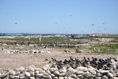Cape cormorants and artificial penguin 
nests(2)