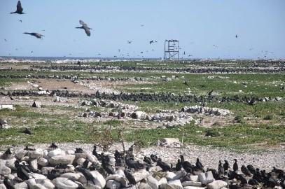 Cape cormorants and artificial penguin nests(1)