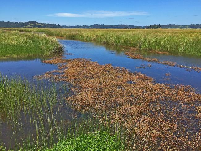 Canal de marisma de pastos altos, sector occidental del Area Monkul.

