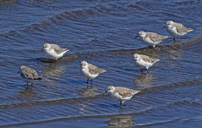 “Playero Blanco”, Calidris alba, otra de las especies migratorias neárticas que llegan a Monkul cada primavera; ocupan playas marinas y sectores de marismas.