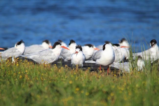 “Gaviotín Elegante”, Thalasseus elegans, de hábitos gregarios, se le encuentra reposando o alimentándose en playas, estuarios y fondos intermareales del Area Monkul.
