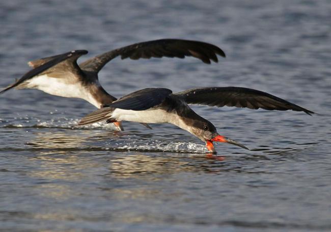 “Rayador”, Rhynchops niger, alimentándosoe con su modo inconfunfible en aguas someras del estuario del Monkul en el sector la Balsa