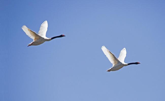 “Cisne de Cuello Negro”, Cygnus melancorhyphus, especie emblemática de los humedales costeros del sur de Chile por su gran belleza, tamaño y problematicas de conservación.. Sector Puyanque, Area Monkul.