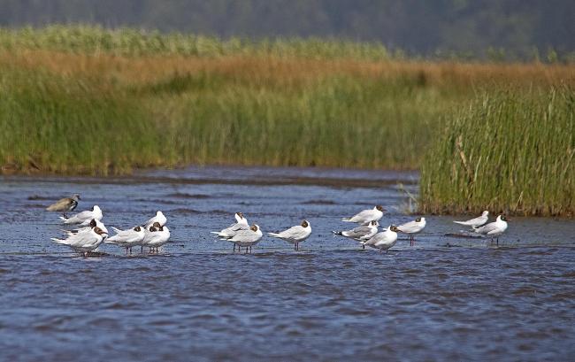 Gaviota Cáguil”, Larus maculipennis, una de las especies más abundantes en playas, estuarios y sectores intermareales de Monkul.