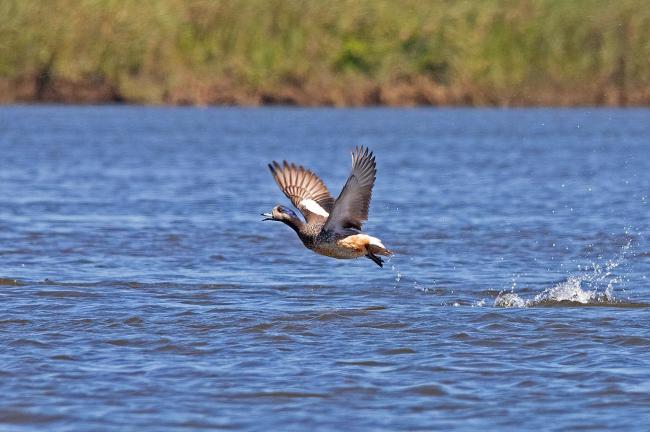 “Pato Real”, Anas sibilatrix, una de las anátidas más numerosas que se reproduce en los diversos humedales de Monkul.