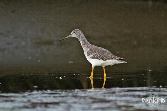 “Pitotoi Grande”, Tringa melanoleuca”, especie migratoria neártica y una de las aves más numerosas en los ambientes limosos y fangosos de las marismas del Area Monkul.