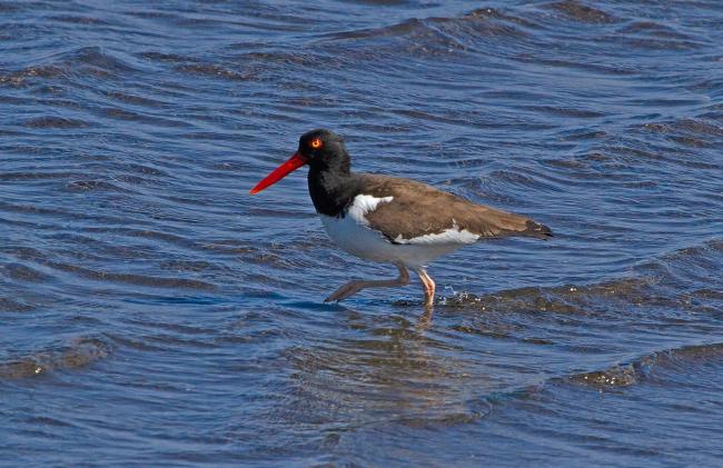 “Pilpilén”, Haematopus palliatus, presente en playas marinas, estuarios y ambientes intermareales del Area Monkul.