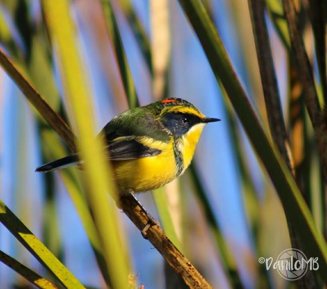 “Siete Colores”, Tachuris rubrigastra, pequeño y hermoso habitante característico de los ambientes con pajonales en todas las áreas de los Humedales de Monkul.
