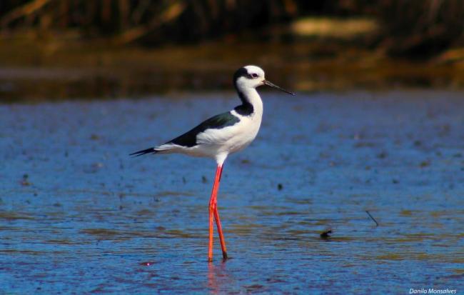 “Perrito”, Himantopus mexicanus, habitante numeroso en los ambientes de marismas en el sector occidental del Área Monkul.