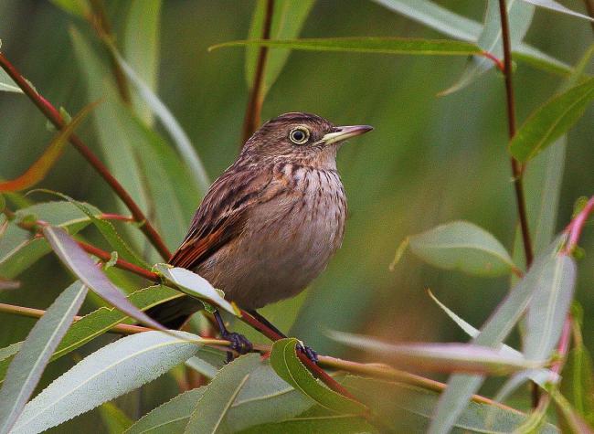 Run-Run” (hembra), Hymenops perspicillatus”, otro de los pequeños habitantes típicos de los ambientes con pajonales en todas las áreas de los Humedales de Monkul.