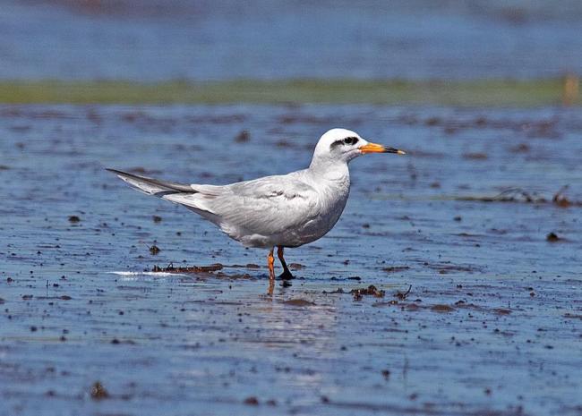 “Gaviotín Piquerito”, Sterna trudeaui, especie poco numerosa que ocupa los fondos limosos de marismas. Sector Chomío, Area Monkul.