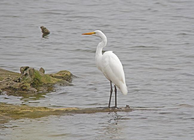 “Garza Blanca Grande”, Ardea alba, en uno de sus posaderos habituales en el sector la Balsa del Area Monkul.