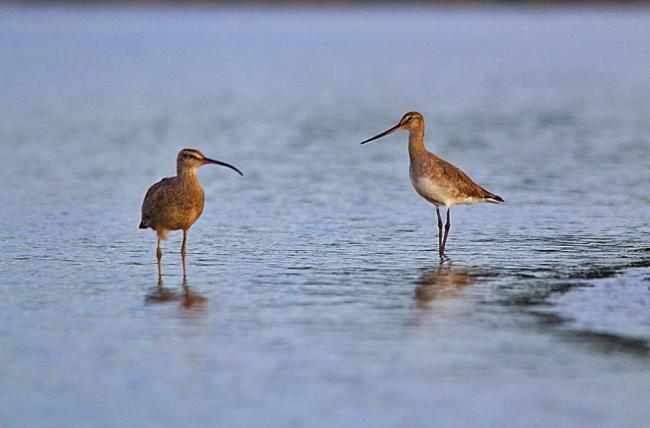 “Zarapito Pico Curvo”, Numenius phaepus, y “Zarapito Pico Recto”, Limosa haemastica, dos especies migratorias neárticas que llegan cada primavera a los humedales de Monkul.