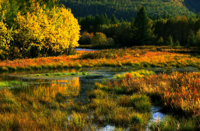Wetland landscape