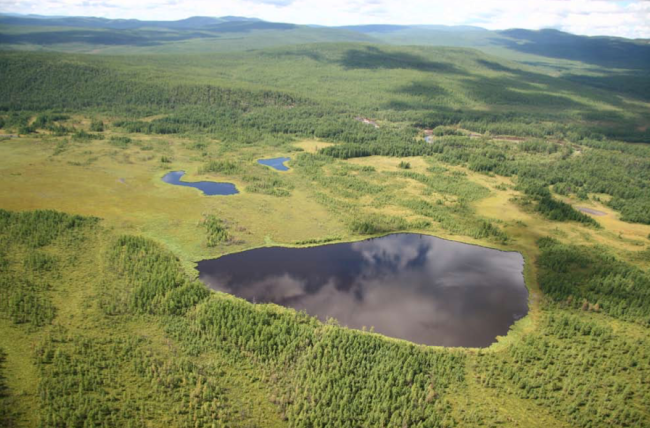 Wetland landscape