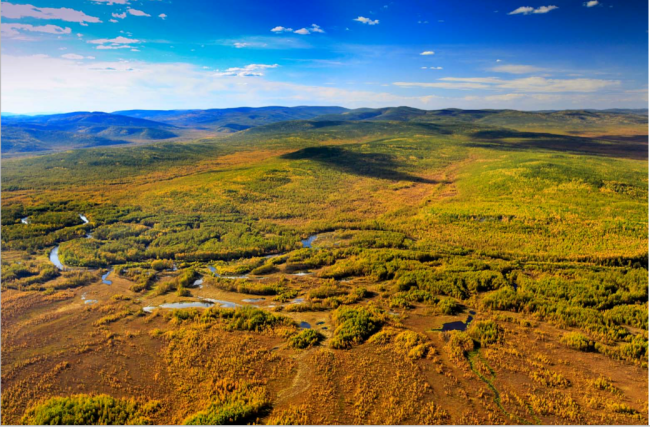 Wetland landscape
