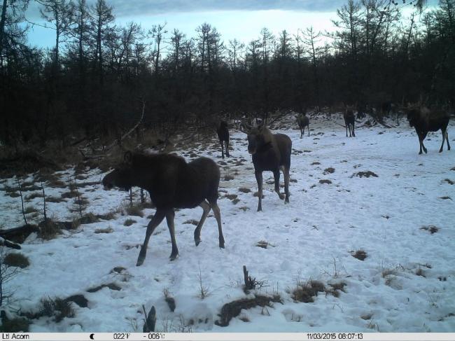 Alces alces