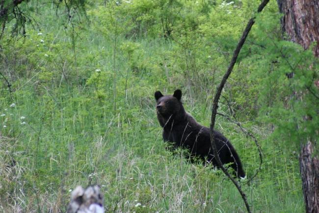  Ursus arctos
