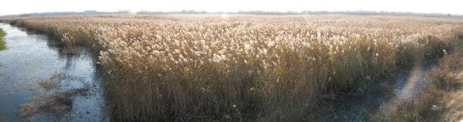 Phragmites australis
