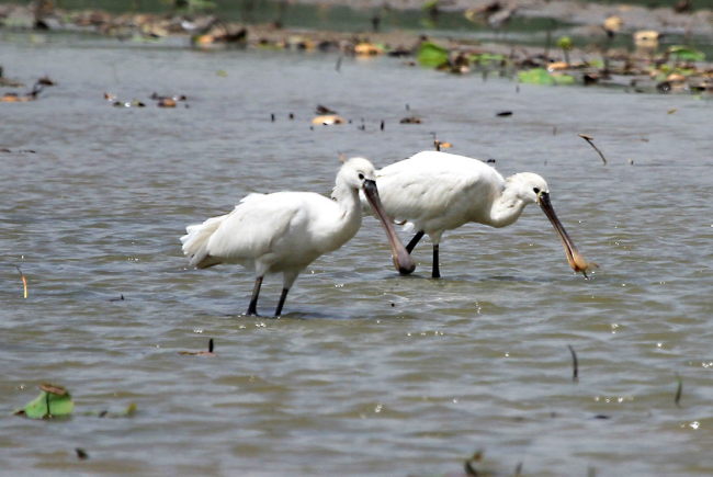 Platalea leucorodia