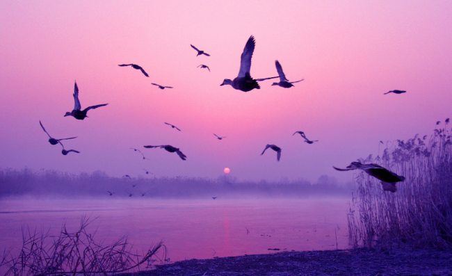 The ducks in Weishanhu wetland