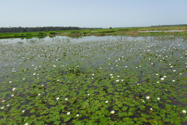 Rio Kpatchèz ( plaine de Wamounou)