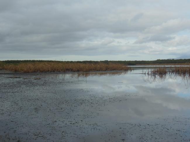 Wairarapa Moana Wetland, New Zealand