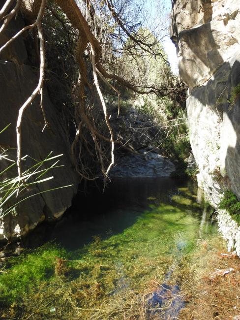 Permanent pond on the upper part of the site